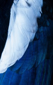 Elegante Vogel Federn in Blau und Schwarz, Nahaufnahme, Naturfotografie Highlight für Wildlife und Ornithologie.