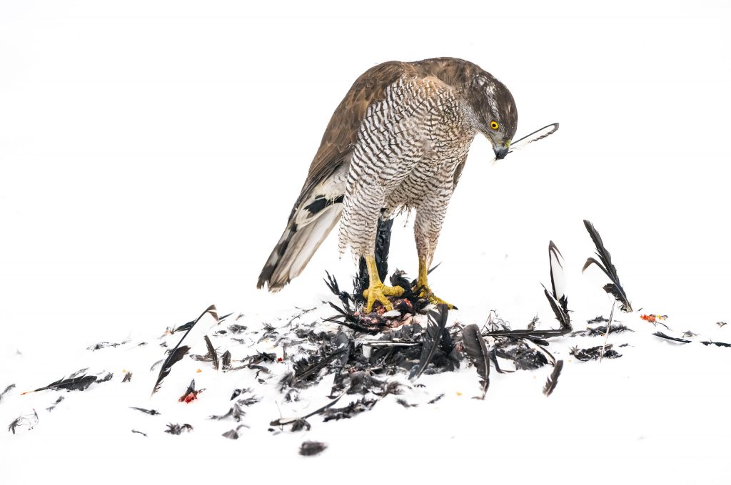 1. Raubvogel beim Fressen eines Beutetiers auf Schnee, Fokus auf Falkenart, Naturfotografie.