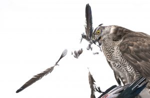 Eleganter Sperber mit gefangener Beute, der Federn im Flug hält, Symbol für Fokus und Erfolg, auf weißem Hintergrund, ideal für SEO in Bezug auf Falknerei, Vogelbild, Natur und Jagd.
