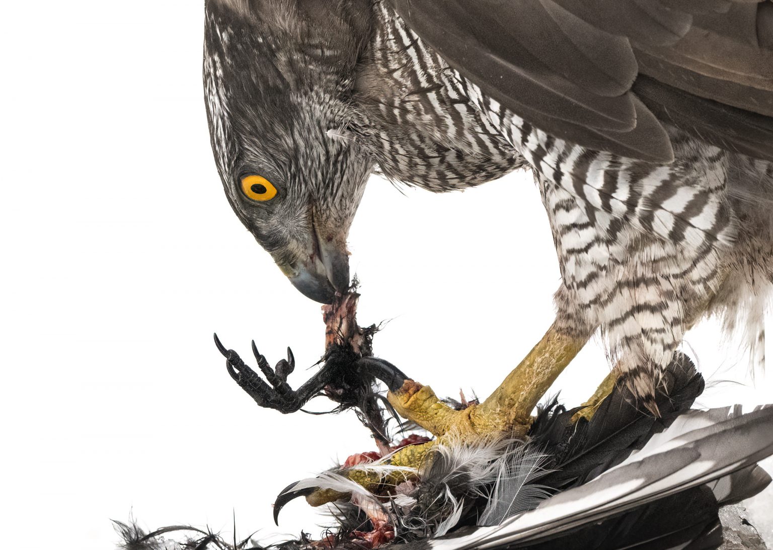 Hoher Greifvogel beim Fressen eines Beutetiers, detailreiche Nahaufnahme, Fokus auf gelben Augen und scharfen Krallen, Symbol für Wildnis und Naturerlebnis, ideal für SEO-Optimierung im Bereich Tierfotografie und Naturschutz.