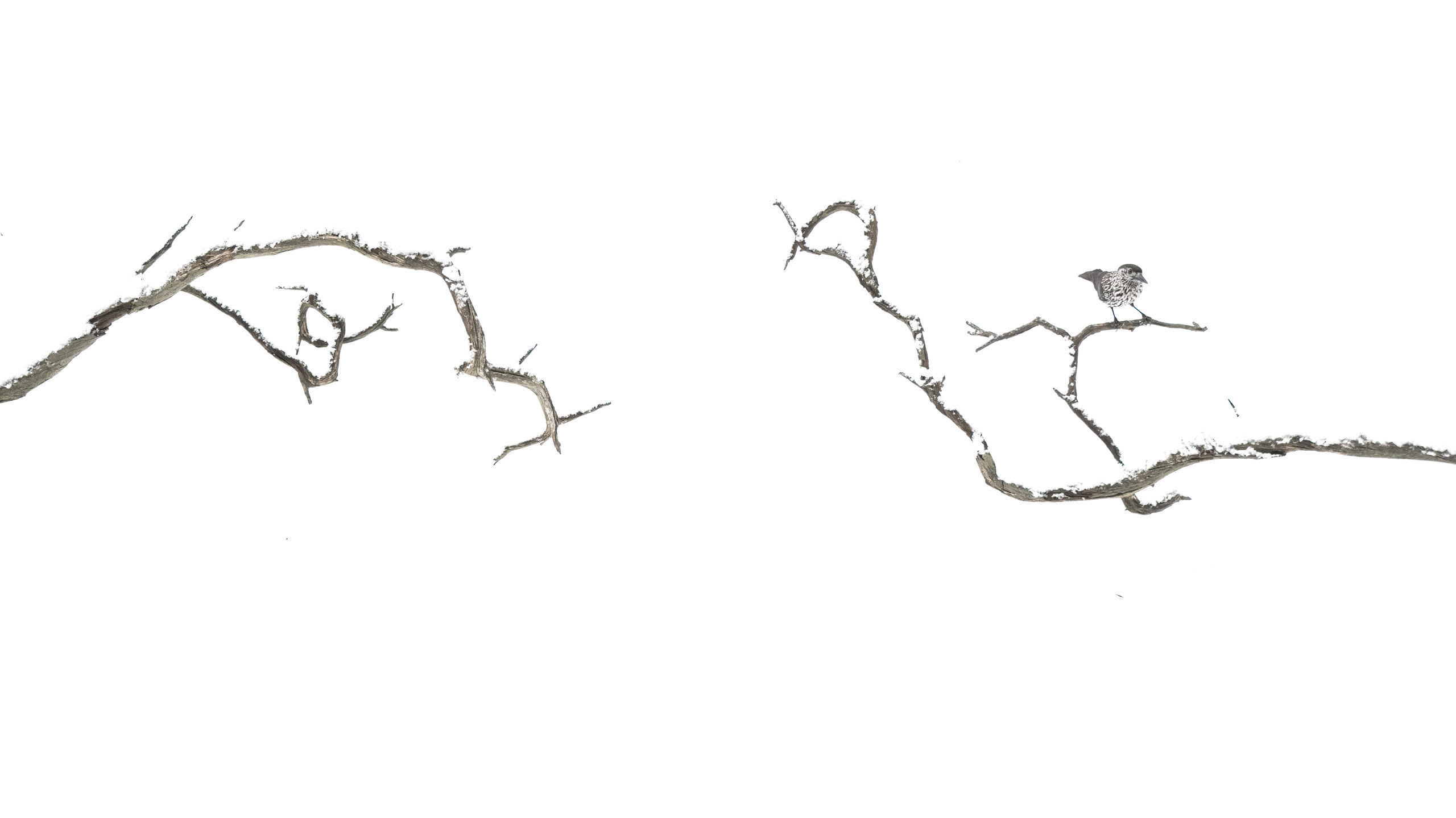 Elegante Ast mit Vogel auf weißem Hintergrund, minimalistische Naturaufnahme, betont Naturlandschaften und Tierfotografie, geeignet für SEO bei Fotografien von Philipp Egger im Bereich Optima.