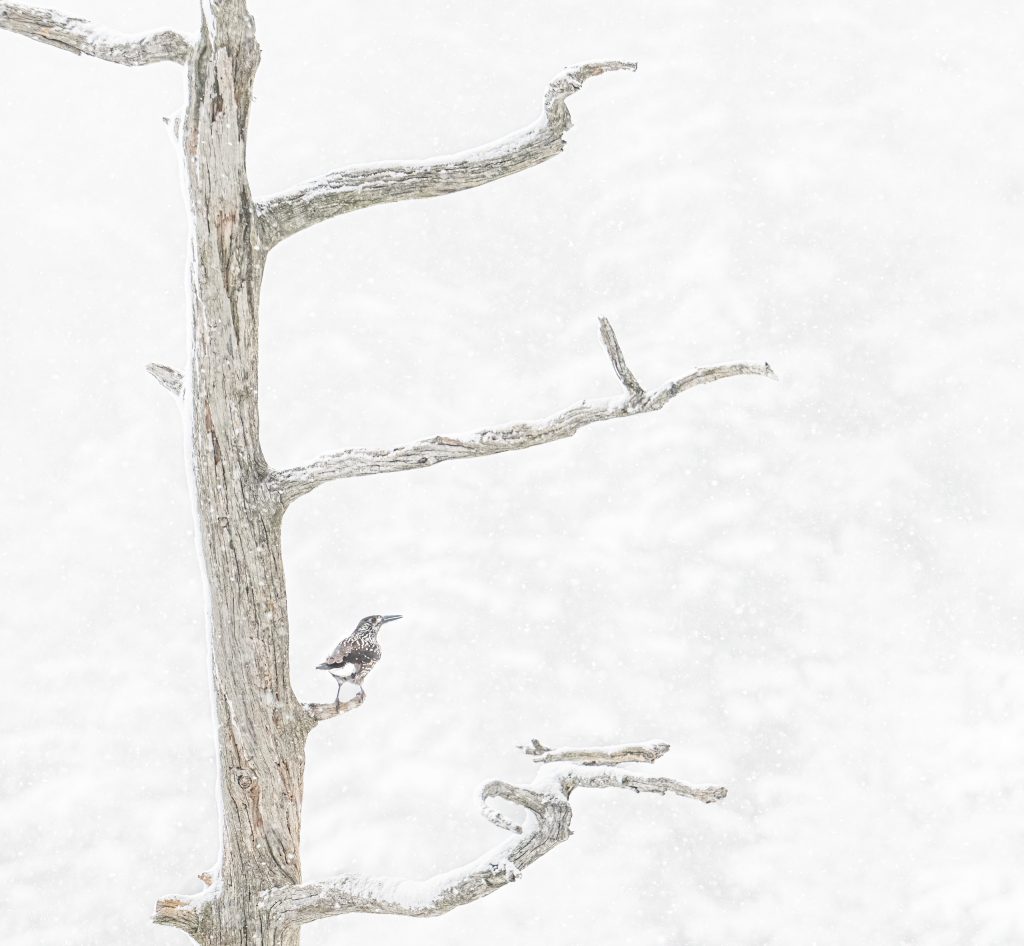 Stimmungsvolles Bild eines einsamen Vogels auf einem verlaubten Baum im Schnee, winterliches Landschaftsbild mit ruhiger Atmosphäre.
