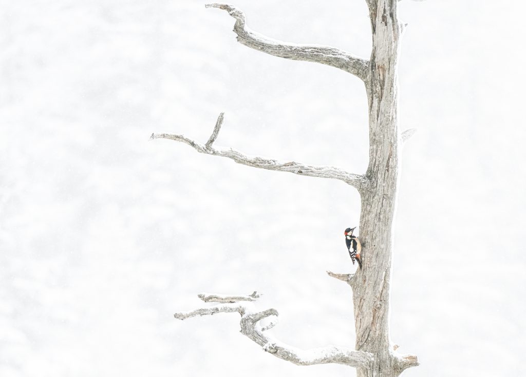 Alter Baumstamm mit Specht, Naturfotografie, winterliches, minimalistisches Stockbild, natürliche Landschaft, Wildlife, Vögel, karge Baumästchen, outdoor, Tierfotografie, Naturerlebnis, Waldlandschaft.
