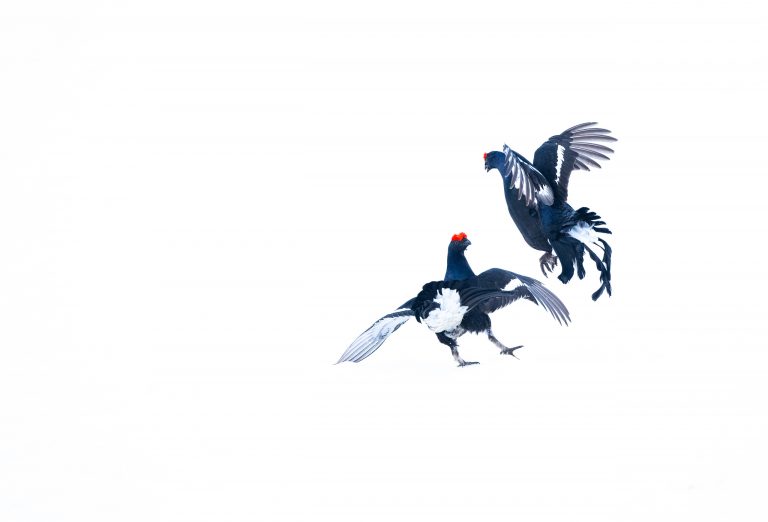 1. Zwei abwechslungsreicheAaskücken mit schwarzen, weißen und roten Köpfen in dynamischer Flugpose auf weißem Hintergrund.