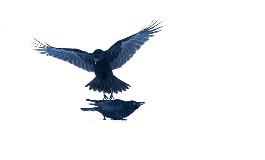 Schwarze Raben in der Luft, Symbol für Natur und Freiheit, minimalistischer Winterhintergrund, faszinierende Wildtiere, Fotografien von Philipp Egger, Fokus auf Tierfotografie und Wildlife-Content.