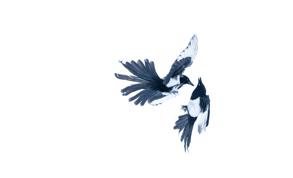 Fugados, Zoobesucher, Tierfotografie, Natur, Vögel, Kamerafotografie, Tierwelt, Freiheit, Environmental Photography, Tierbeobachtung, Wildtiere, Naturfotografie, Wildlife, Vögel in der Bewegung, Tierliebhaber, Überwachung, Tierischer Kampf, Schönheit der Natur, Vogelarten, Freiheit der Wildnis.