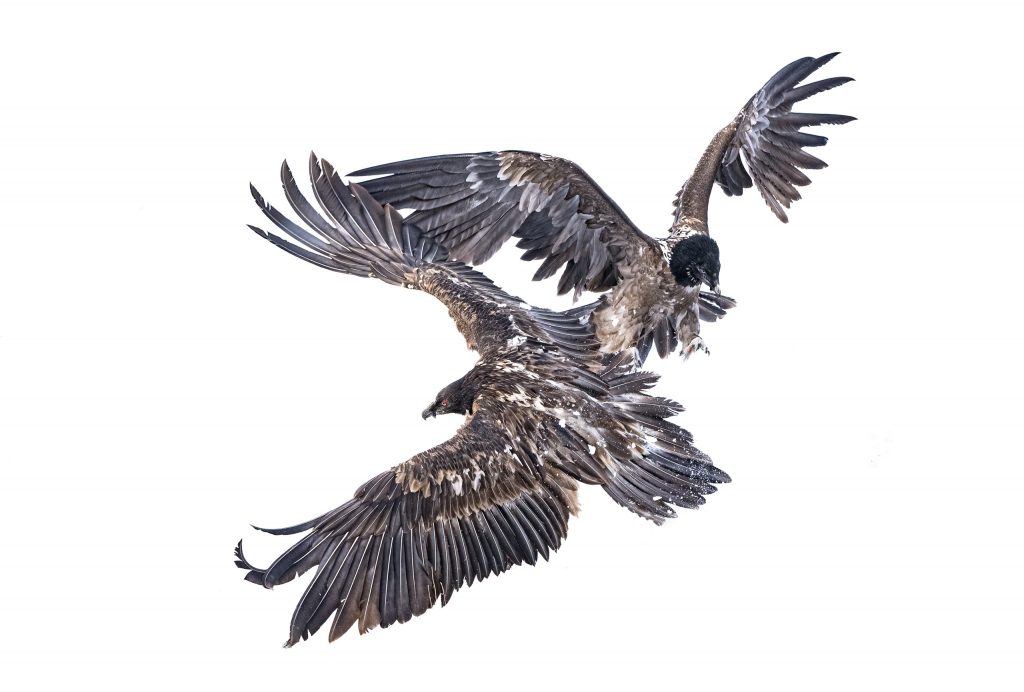 1. Greifvögel in Flugaufnahme, Fokus auf Flügelspitzen und Details, abstrahiert, natürlicher Hintergrund, professionelle Naturfotografie für Optima.