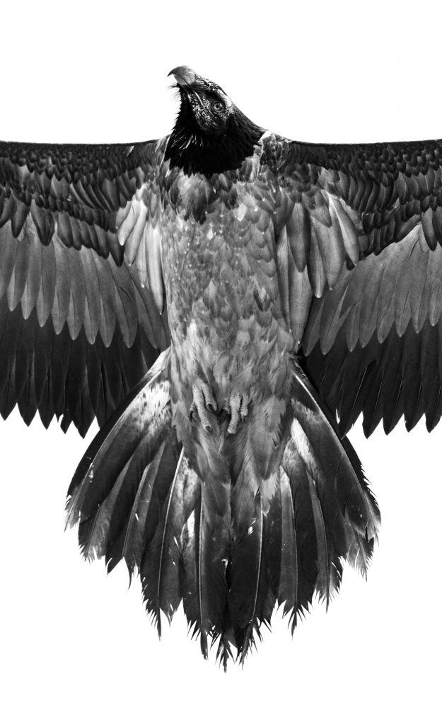 Hochwertige Schwarz-Weiß-Fotografie eines Adlers im Flug, betont Details der Federn, Kraft und Eleganz, bei Philipp Egger.