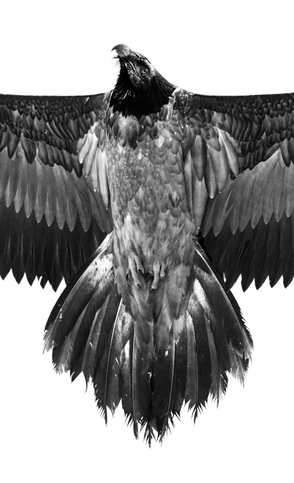 Hochwertige Schwarz-Weiß-Fotografie eines Adlers im Flug, betont Details der Federn, Kraft und Eleganz, bei Philipp Egger.