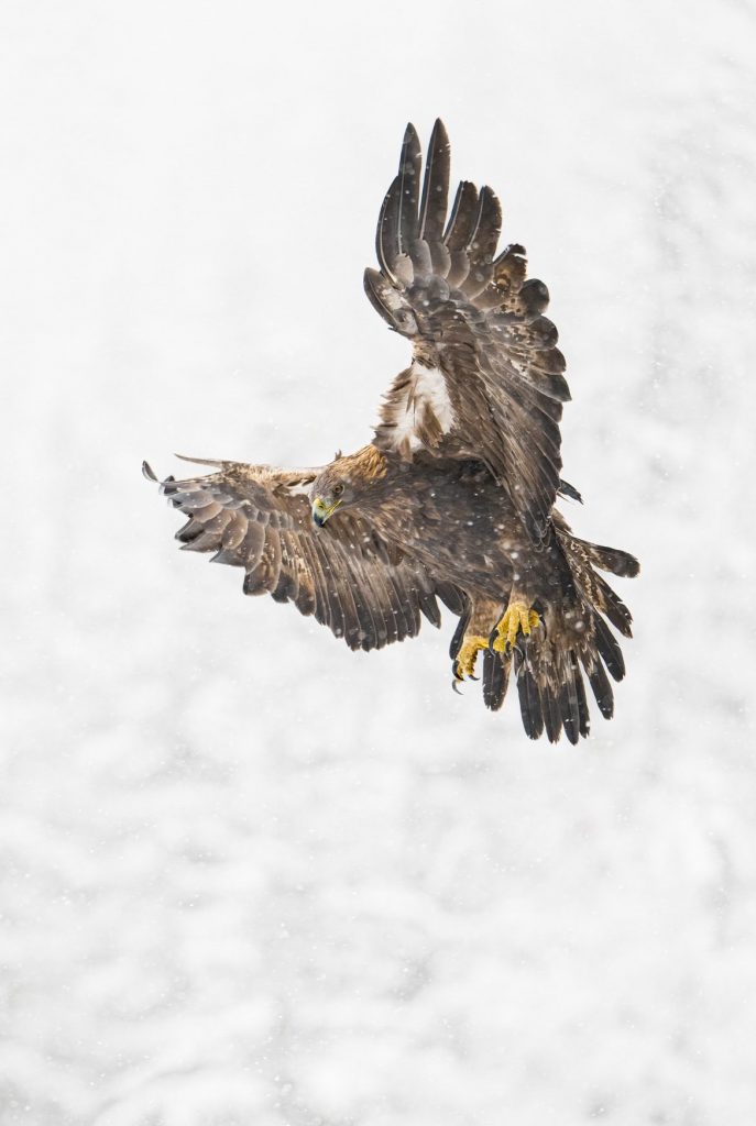 1. Mächtiger Seeadler im Flug, beeindruckende Greifvogelaufnahme gegen winterlichen Himmel, Symbol für Stärke und Freiheit.