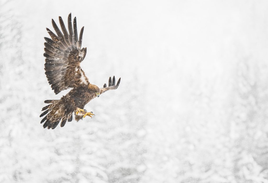 Möwenschrei, eagles, Vogelbeobachtung, majestätischer Adler, Naturfotografie, Wildlife, majestätischer Greifvogel, Winterlandschaft, freier Vogel in Aktion, Tierfotografie, Naturerlebnis, Philipp Egger, beeindruckende Vogelaufnahme.