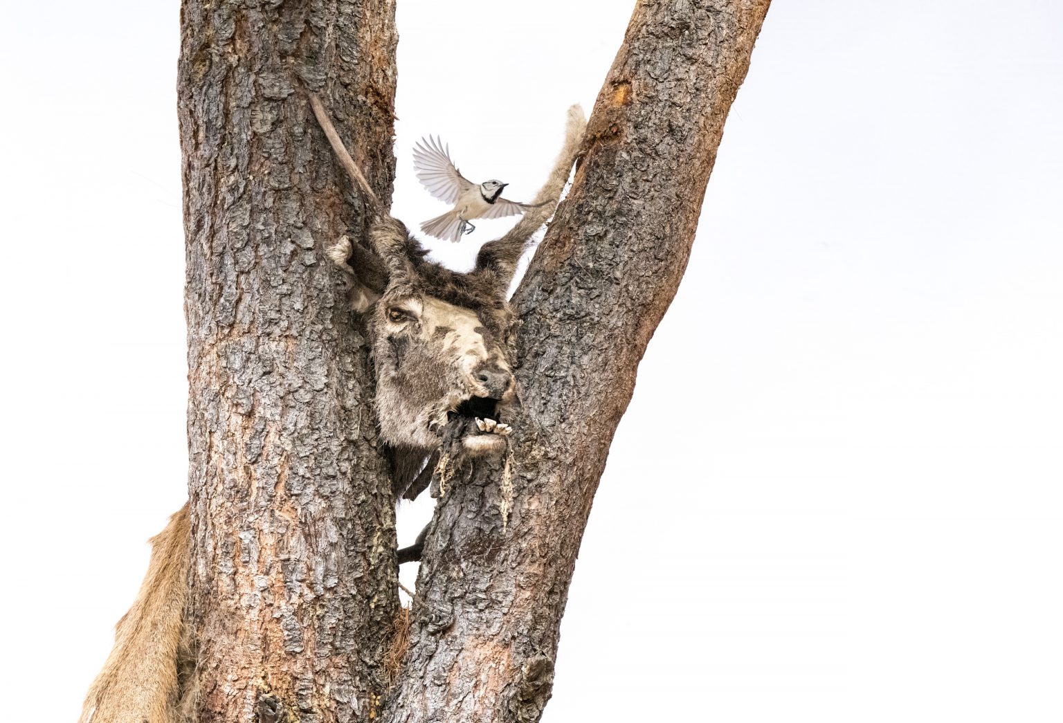 Ein Eichhörnchen springt von einem Baumstamm zu einem kräftigen Baum, während ein Wildschwein am Stamm krallt und im Baum habitatiert ist; Naturfotografie, raues Baumrinden-Design, wildes Tierleben.