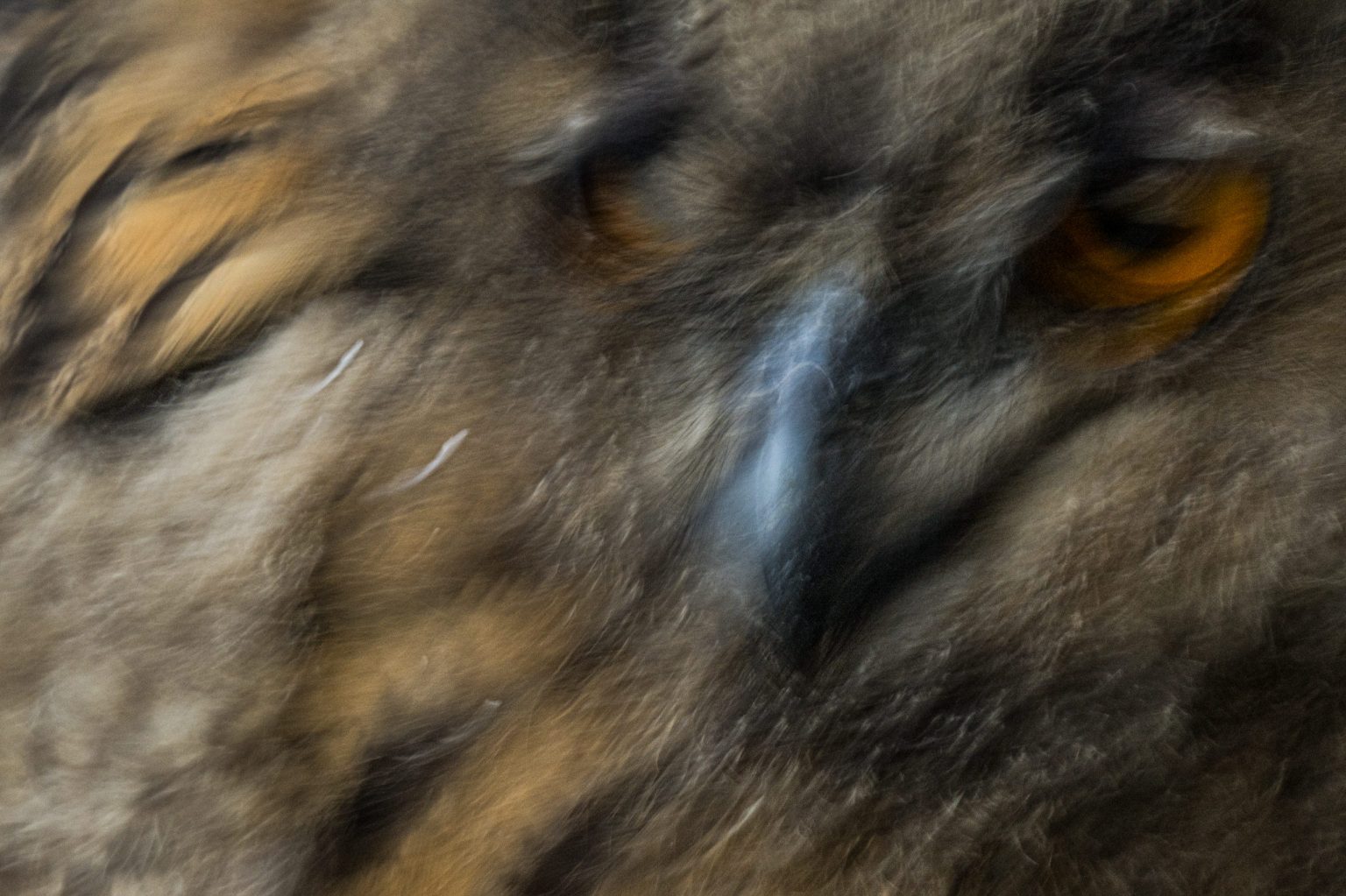 Mutiger Blick eines Löwen, Nahaufnahme von den scharfen Augen und dem majestätischen Fell, symbolisiert Stärke und Wildheit, ideal für Tierfotografie und Naturschutz.