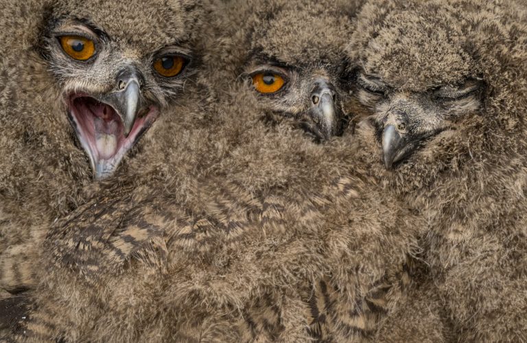 Hochwertige Greifvogel-Jungtiere, Nahaufnahme, faszinierende Vogelfedern, Naturfotografie, Wildtiere, Vogelarten, Tierporträts, ornithologisch, Naturschutz, Vogelbeobachtung, Tierfotografie, Nature Photography, Vögel in ihrer natürlichen Umgebung.