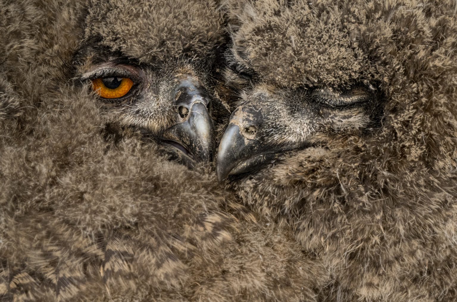 Rauhórnchen, verschwommen, Detailaufnahme von Federkleid und scharfen Schnabel, Nahaufnahme eines jungen Federfugels, Naturfotografie, Wildtiere, Tierporträt, Hochwertiges Bild für Naturliebhaber, Vogelbeobachtung, Artenschutz, Expeditionen.