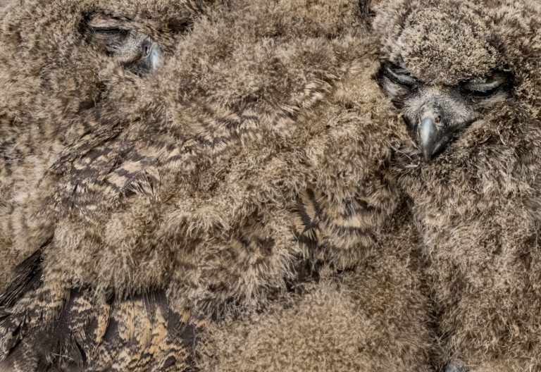 Flug von Papageientauchern, nahe beieinander, flauschige Federn, Naturschutz, Vogelart, Tierfotografie, Wildtiere, Naturliebe, Ornithologie, alpiner Lebensraum, Vogelbeobachtung, Naturfotografie, Tierstudien, nachhaltiger Tourismus, Vogelbestimmung, Tierfotografie in hoher Auflösung.