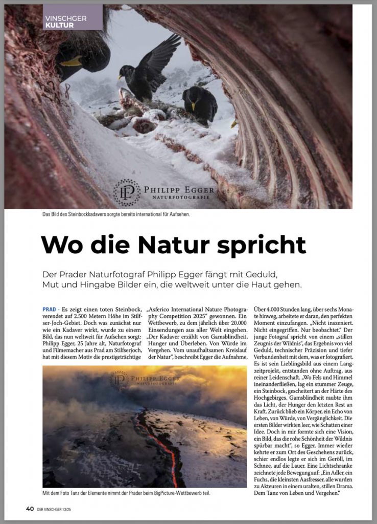 Eisvögel im winterlichen Naturaufnahmen von Philipp Egger, beeindruckende Tierfotografie vom Prader Naturfotograf, der die Schönheit und Stille der Natur festhält.