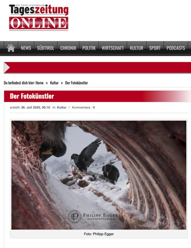 Vogelfotografie von Schwarzkehlchen in natürlicher Schneelandschaft, beeindruckende Tierdokumentation, Naturfotograf Philipp Egger, Fokus auf Tierwelt und Umwelt, artspezifische Vogelaufnahme, kreative Tierillustration, Profifotografie, Wildtiere in Südtirol.