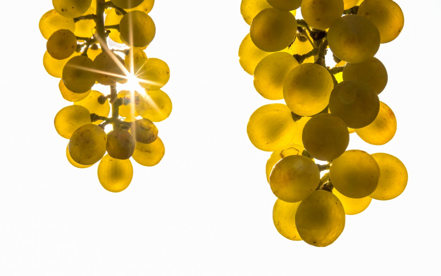 Saftige grüne Trauben mit Sonnenlicht durchleuchtet, Nahaufnahme für Wein- oder Fruchtbauern, hochwertige Food- und Landwirtschaftsbildoptimierung, optimal für gesunde Ernährung, Obst- und Weinliebhaber.