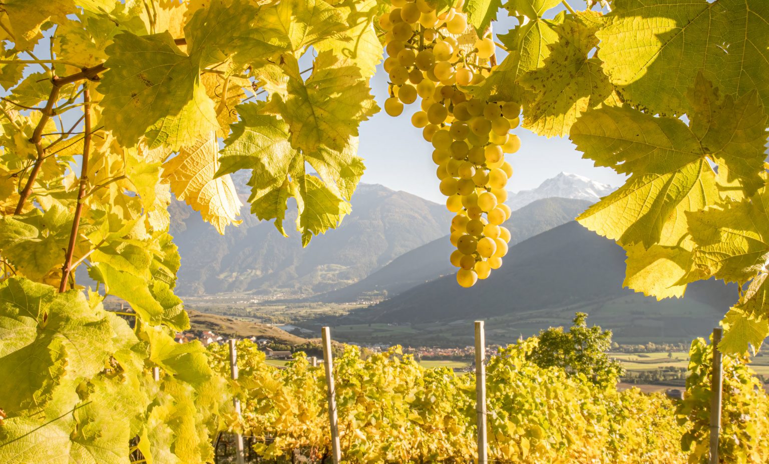 Rebsorte weißen trauben im weinberg mit bergblick und sonnenlicht, hochwertige weinqualität, kulinarisch, traubenernte, weinregion, Weinbau, Weinherstellung, Österreich.