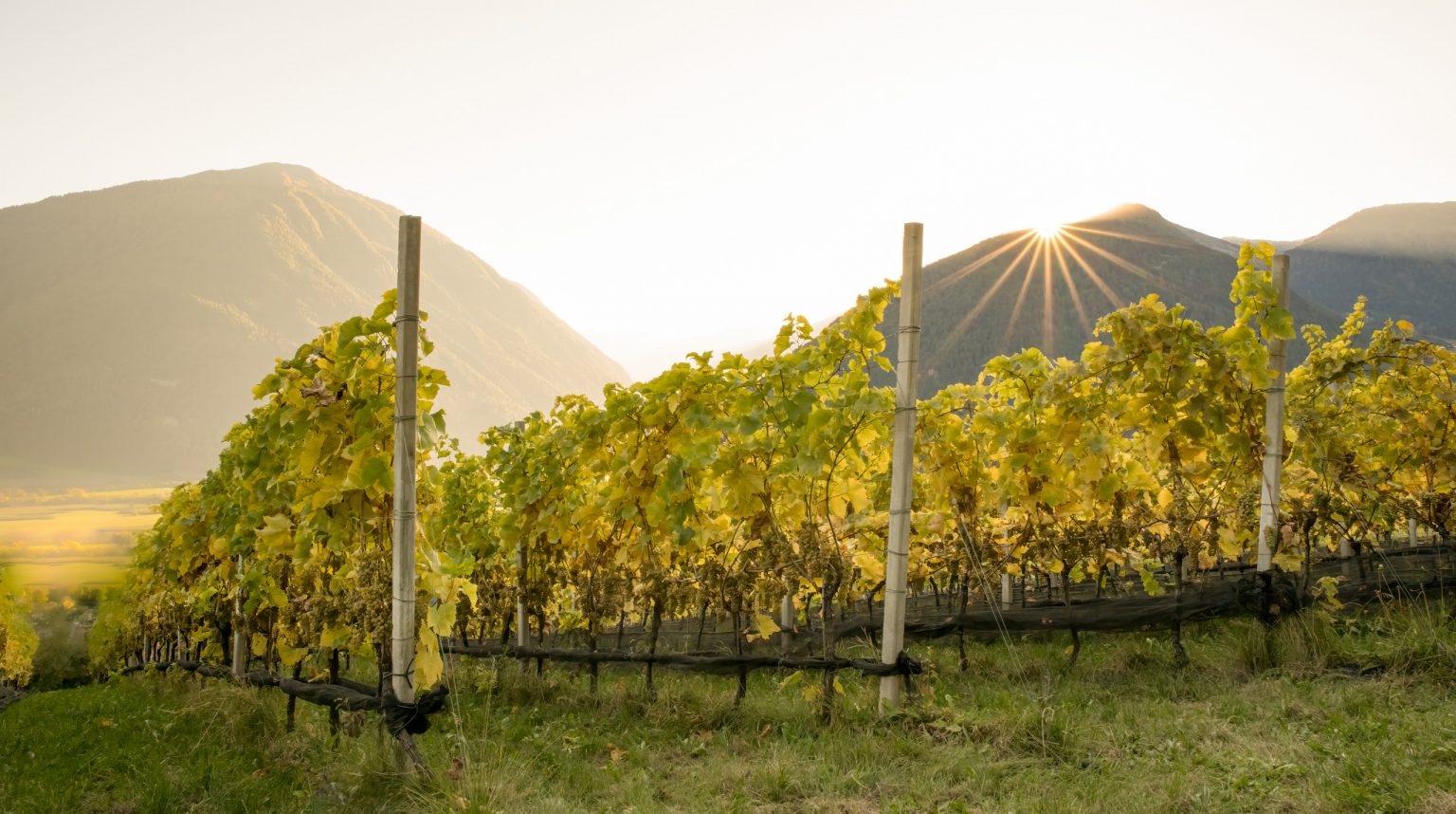 Reben im Weinberg bei Sonnenuntergang in den Bergen, Landschaftsfoto.