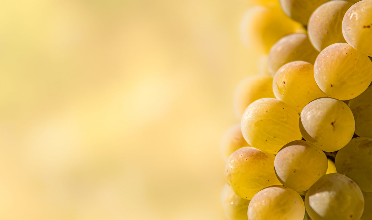 Weintrauben, hochwertiges obst, frische trauben, süße trauben, nährstoffreich, gesund, vitaminreich, kulinarisch, Vitamin C, Geschmack, Ernährung, Obstvielfalt, Frucht, Traubenernte, Lebensmittel, Weinherstellung, Trauben für Wein, schön fotografiert, Detailaufnahme, natürliche Farben, Frische, Genuss, Lebensmittelqualität, Obstlieferant, regionale Landwirtschaft, Obstsorten, sonnengereift, Genussmittel, Fruchtansicht, kulinarisch inspiriert, vegetarisch, vegan, Vitaminquelle, Sommerfrüchte, Superfood, Philipp Egger, optima, Qualität, Ernährungsexperte, Fotografie, Produktfotografie, nachhaltige Landwirtschaft.