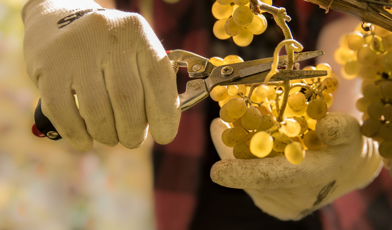 Weinlese mit Handschuhen und Weinschneider, Traubensorten im Fokus, in einem Weinberg, das Bild zeigt die Weinernte bei Philipp Egger.
