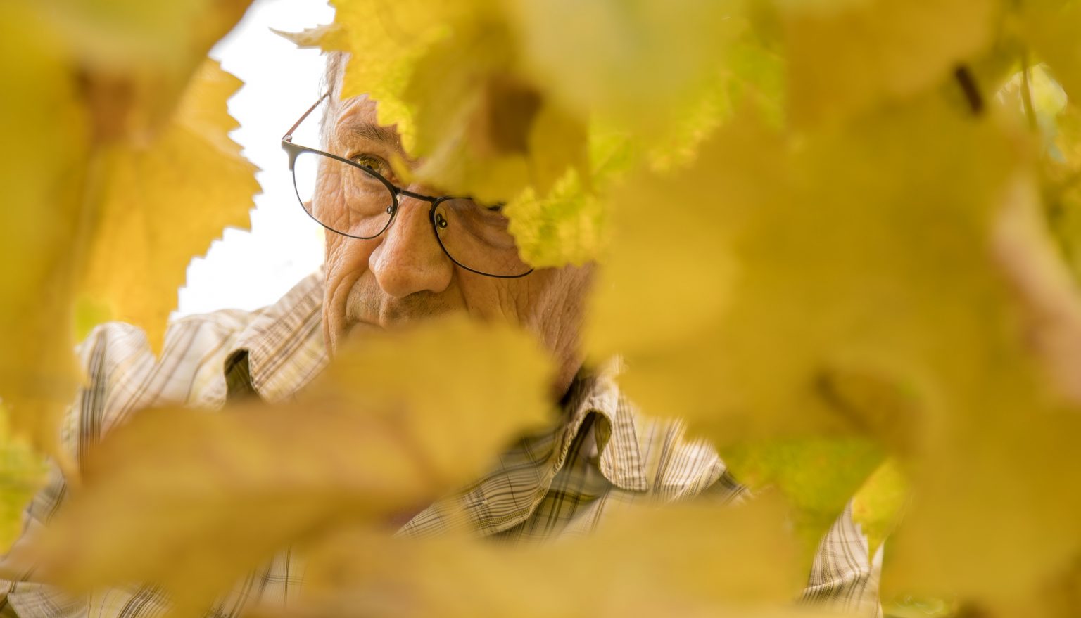 - Ackerbauer beim Weinrebenpflücken, fokus auf das Gesicht, gelbe Blätter, nahaufnahme.