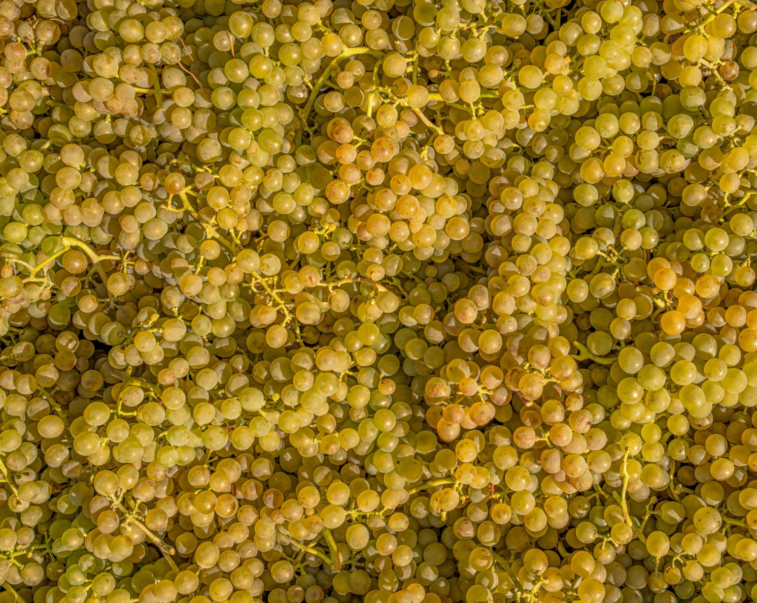 Sauberkonzentrierte Weintrauben, die auf einem Weingut in Österreich geerntet wurden.