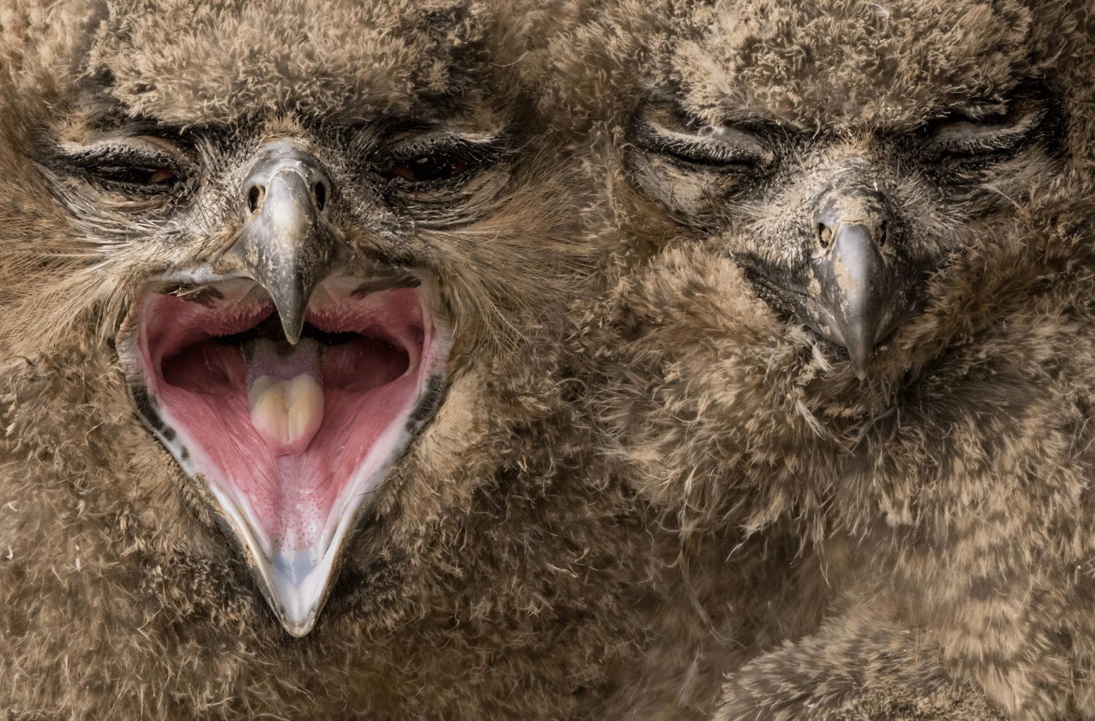 Philipp Egger, Born of Silence: zwei junge Uhus, einer mit offenem Schnabel, der andere mit geschlossenen Augen — BigPicture 2026, Sieger Winged Life.